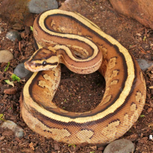 Baby Spector Gravel Ball Python for sale