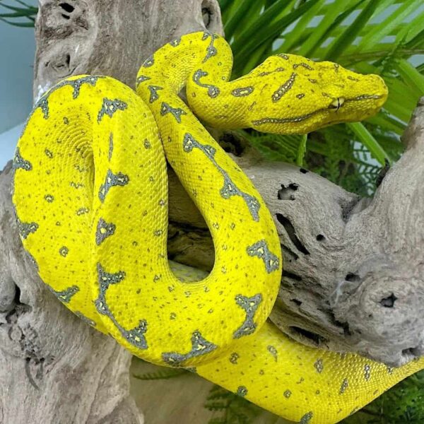 Yearling Manokwari Green Tree Python - Image 2