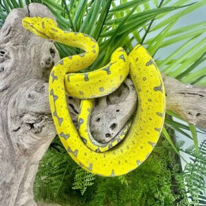 Yearling Manokwari Green Tree Python