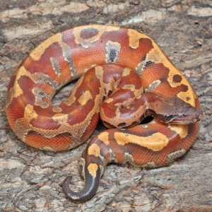 2019 Bangka Blood Python for sale.