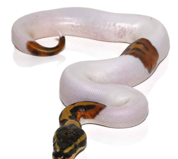 Scaleless Head Pied Ball Python for sale.