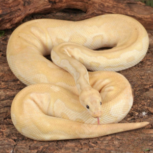 Adult Male Banana Fire Clown Ball Python
