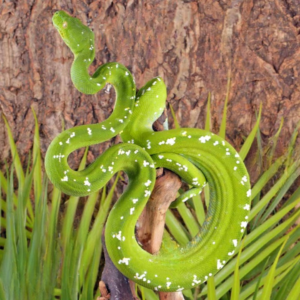 Adult Aru Green Tree Python #2