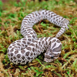 Baby Axanthic Western Hognose Snake