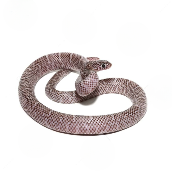 Juvenile Axanthic Brooks Kingsnake