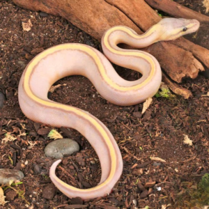 Baby Male Banana Pastel Genetic Stripe Ball Python