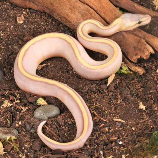Baby Male Banana Pastel Genetic Stripe Ball Python