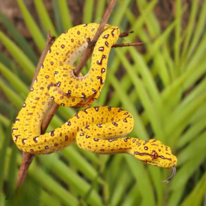 Baby Biak Green Tree Python for sale.