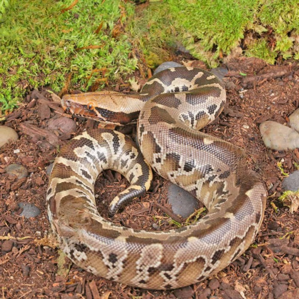 Baby Black Blood Python for sale. - Image 2