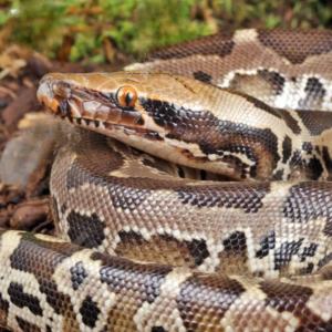 Baby Black Blood Python for sale.