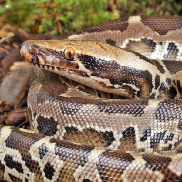 Baby Black Blood Python for sale.