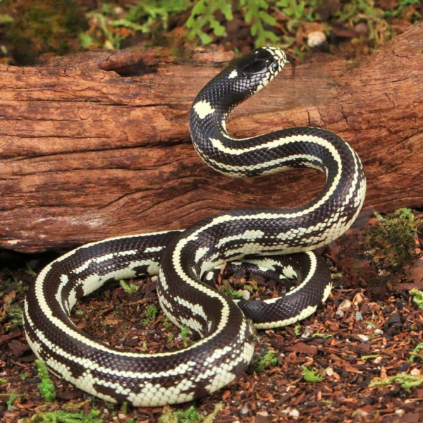 Baby Reverse Striped California Kingsnake