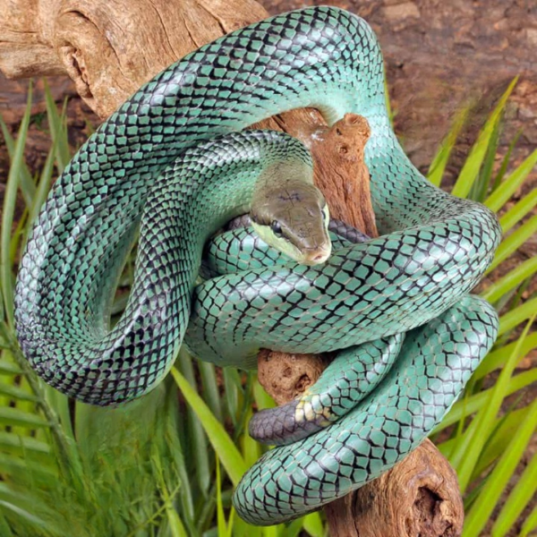 Female Blue Red Tail Green Ratsnake. - Image 2