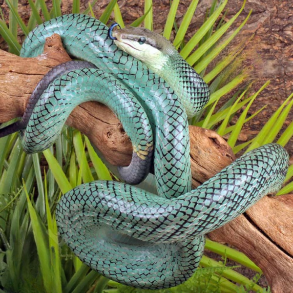 Female Blue Red Tail Green Ratsnake. - Image 3