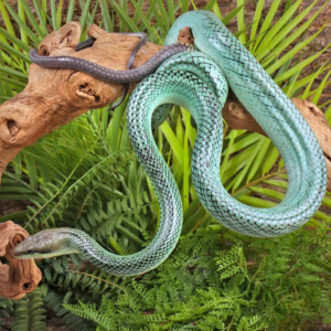 Female Blue Red Tail Green Ratsnake.