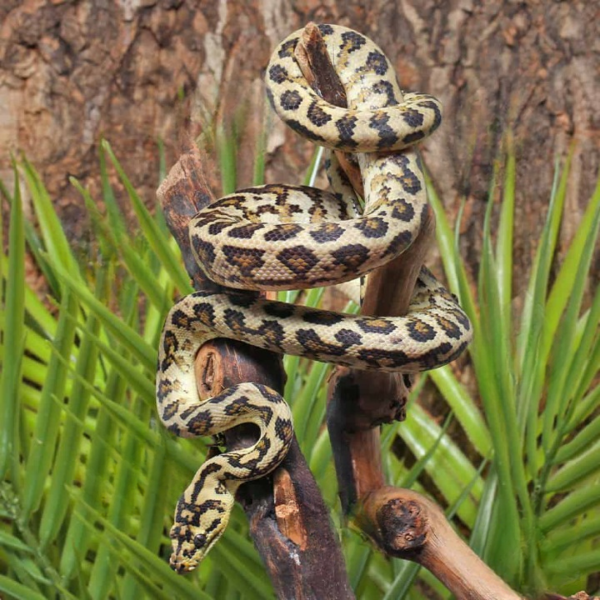 Het Albino Axanthic 2022 Carpet Python