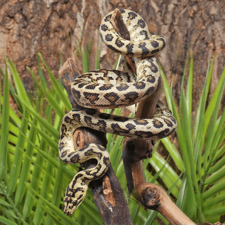 Het Albino Axanthic 2022 Carpet Python