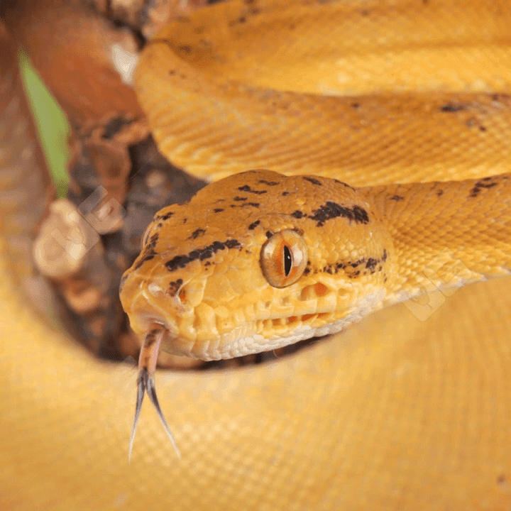 Colored Amazon Tree Boa for sale.