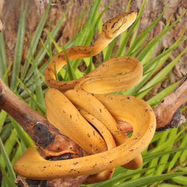 Colored Amazon Tree Boa for sale. - Image 3