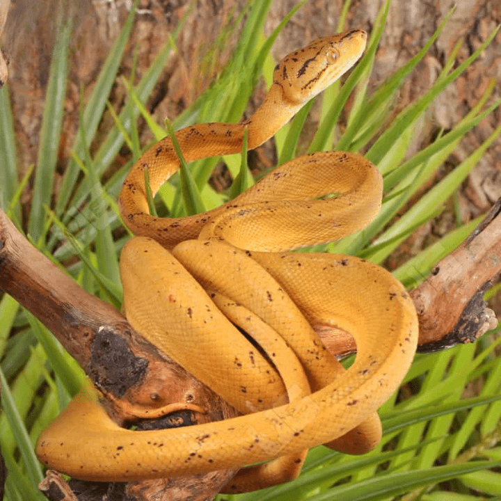 Colored Amazon Tree Boa for sale. - Image 3