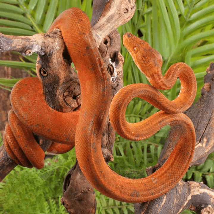 Colored Amazon Tree Boa for sale. - Image 2