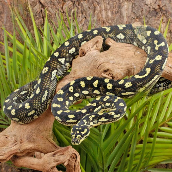 Female Diamond Jungle Carpet Python - Image 3