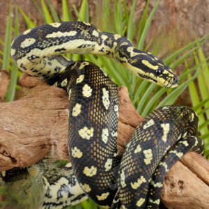 Female Diamond Jungle Carpet Python
