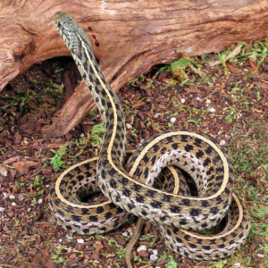 Eastern Garter Snake for sale.
