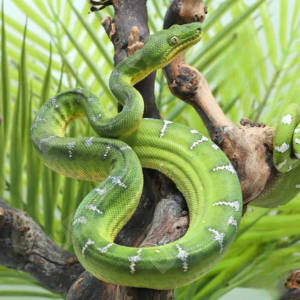 Emerald Tree Boa for sale.