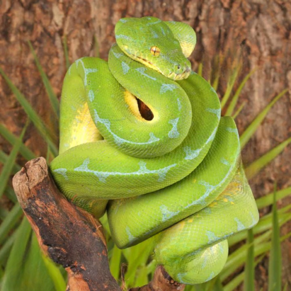 High Blue Manokwari Green Tree Python