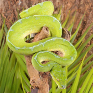 Manokwari Green Tree Python for sale.