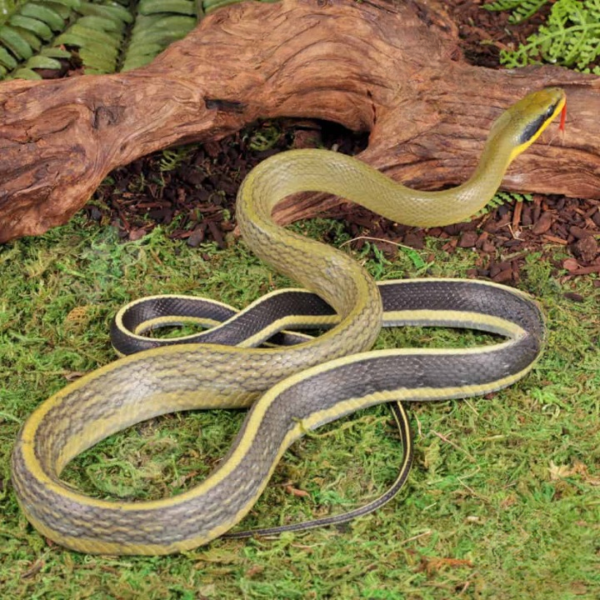 Grabowski’s Cave Ratsnake for sale. - Image 2