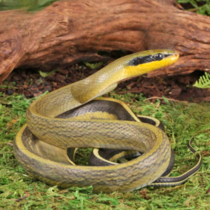 Grabowski’s Cave Ratsnake for sale.