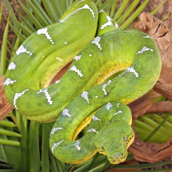 High White Emerald Tree Boa for sale. - Image 2