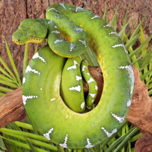 High White Emerald Tree Boa for sale.