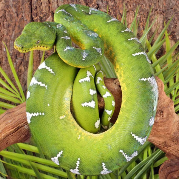 High White Emerald Tree Boa for sale.