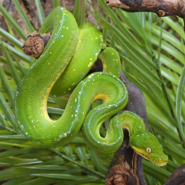 Jayapura Green Tree Python #2 for sale