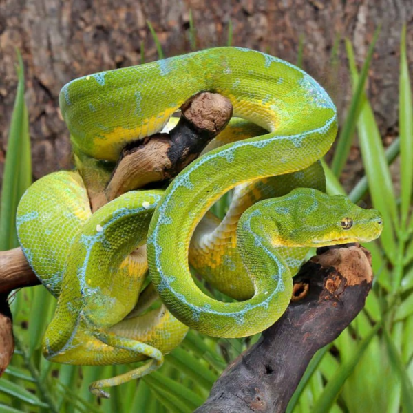 High Blue Jayapura Green Tree Python