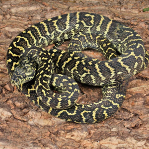 5′ Jungle Carpet Python WOW Line