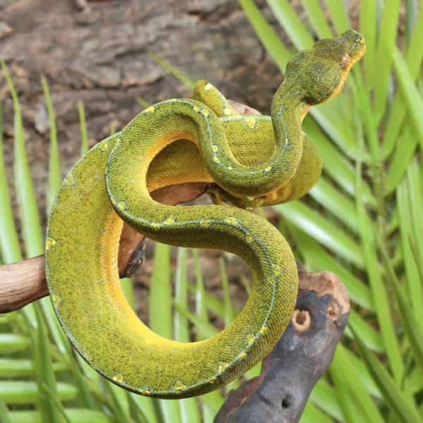 Stripe Mite Phase Green Tree Python