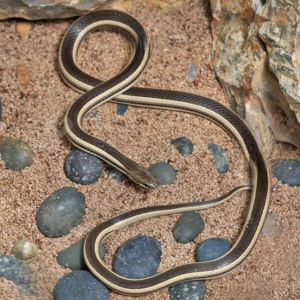 Madagascar Striped Snake for sale.