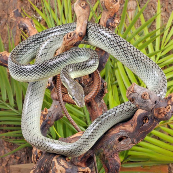 Male “Platinum” Red Tailed Green Ratsnake - Image 3