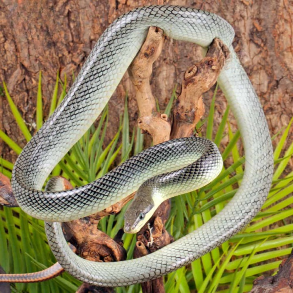 Male “Platinum” Red Tailed Green Ratsnake - Image 2