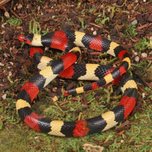 Scarlet Kingsnake for sale.