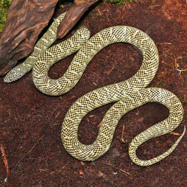 Adult Male Brooks Kingsnake for sale.