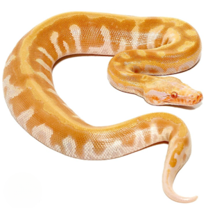 T Negative Albino Blood Python for sale.