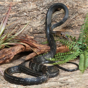 Greater Keeled Ratsnake for sale.