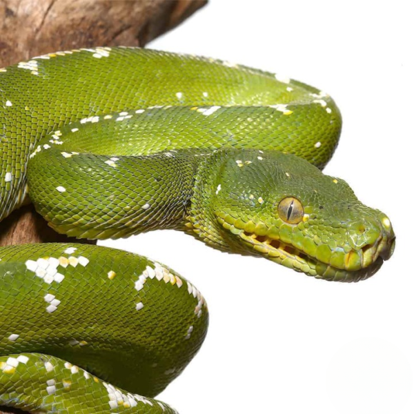 Female High White Aru Chondro Python