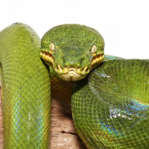 Reduced Pattern Emerald Tree Boa.