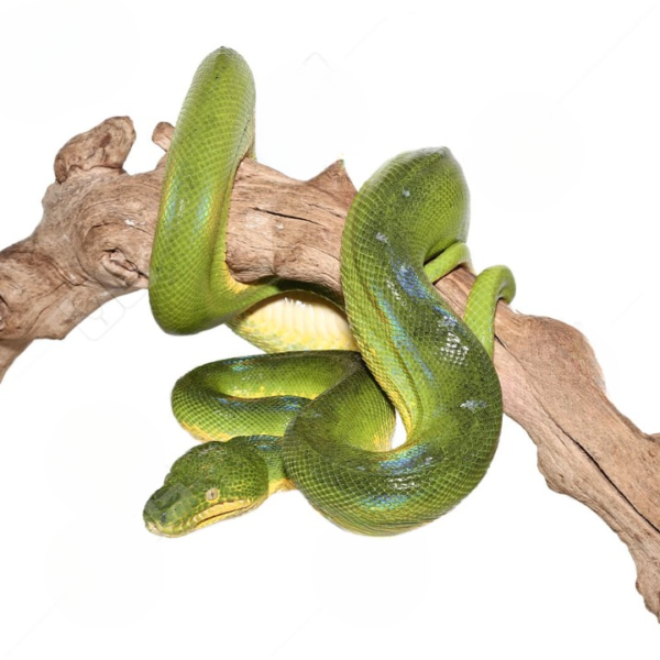 Reduced Pattern Emerald Tree Boa. - Image 3